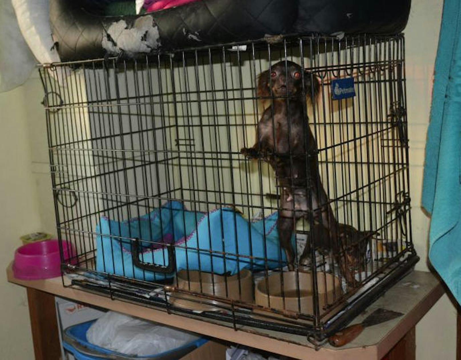 Hunde wurden in Käfige gesperrt: Polizei-Einsatz