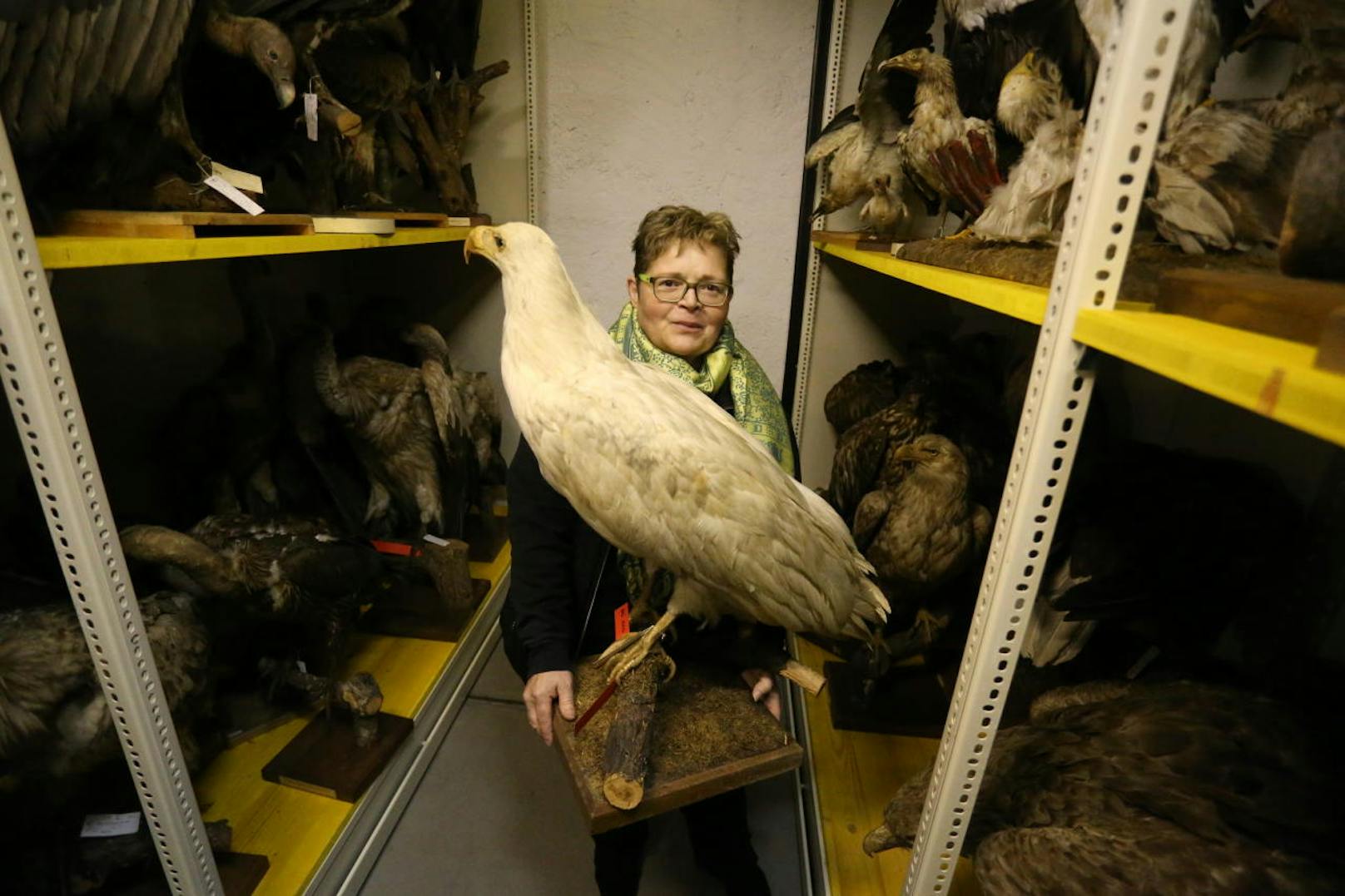 Umfassend ist auch die Vogelsammlung der Ornithologischen Abteilung unter der Leitung von Dr. Anita Gamauf. Von den rund 11.000 Vogelarten weltweit sind rund 75 Prozent im Naturhistorischen Museum zu finden. Darunter auch dieser beeindruckende Albino-Seeadler.