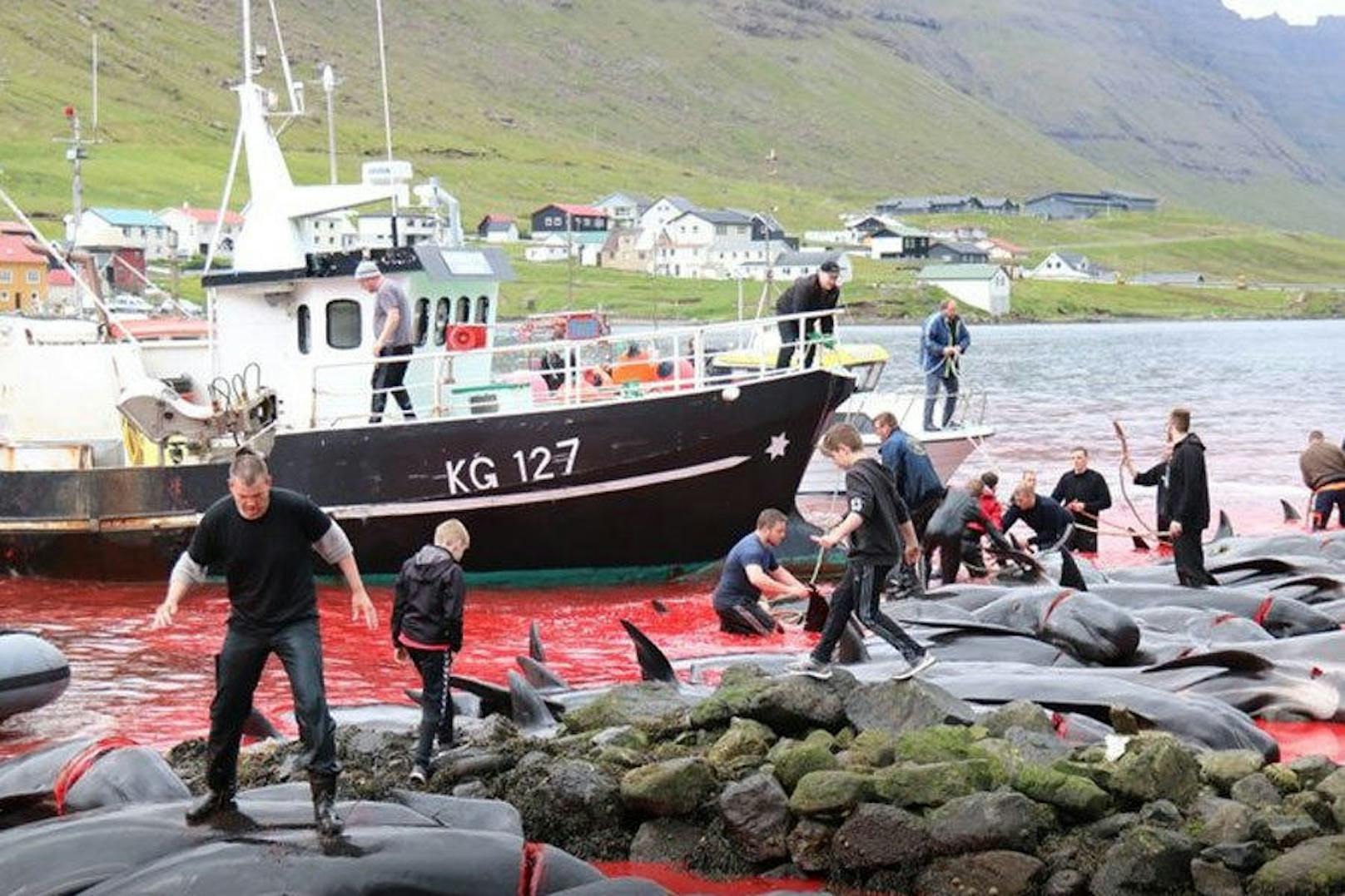 Grindadráp, die Jagd auf Grindwale, hat auf den Färöer-Inseln eine lange Tradition.