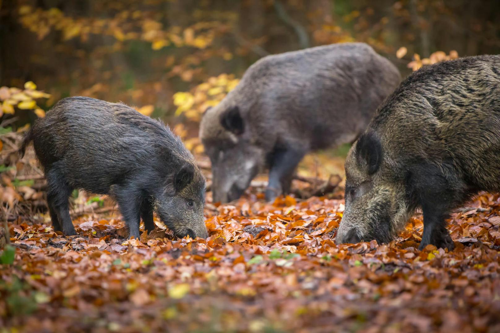 Wenn Wildschweine Müll durchwühlen, können sie sich mit dem Erreger der Afrikanischen Schweinepest anstecken.