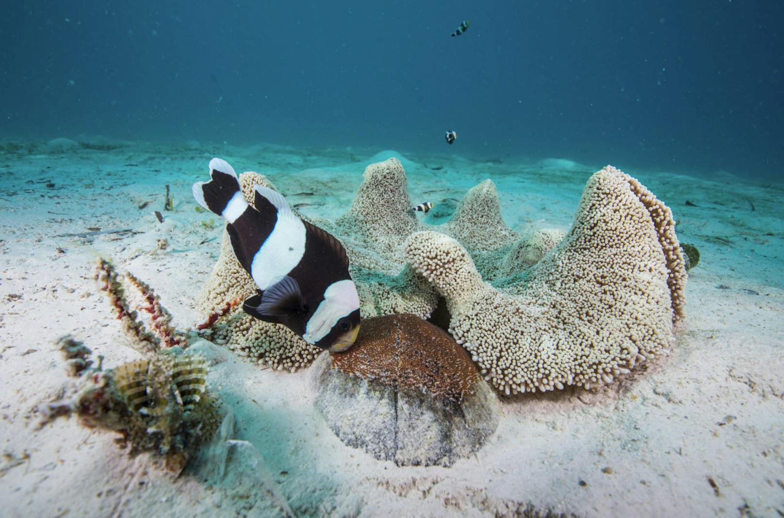 "Der Blaue Planet (3) - Faszination Korallenriff", 5.3.18, 20.15 Uhr, ARD: Zur Eiablage brauchen Anemonenfische festen Untergrund. Kokosnussschalen zum Beispiel, die sie mit großem Kraftaufwand in die Nähe ihrer Gastanemone bugsieren.