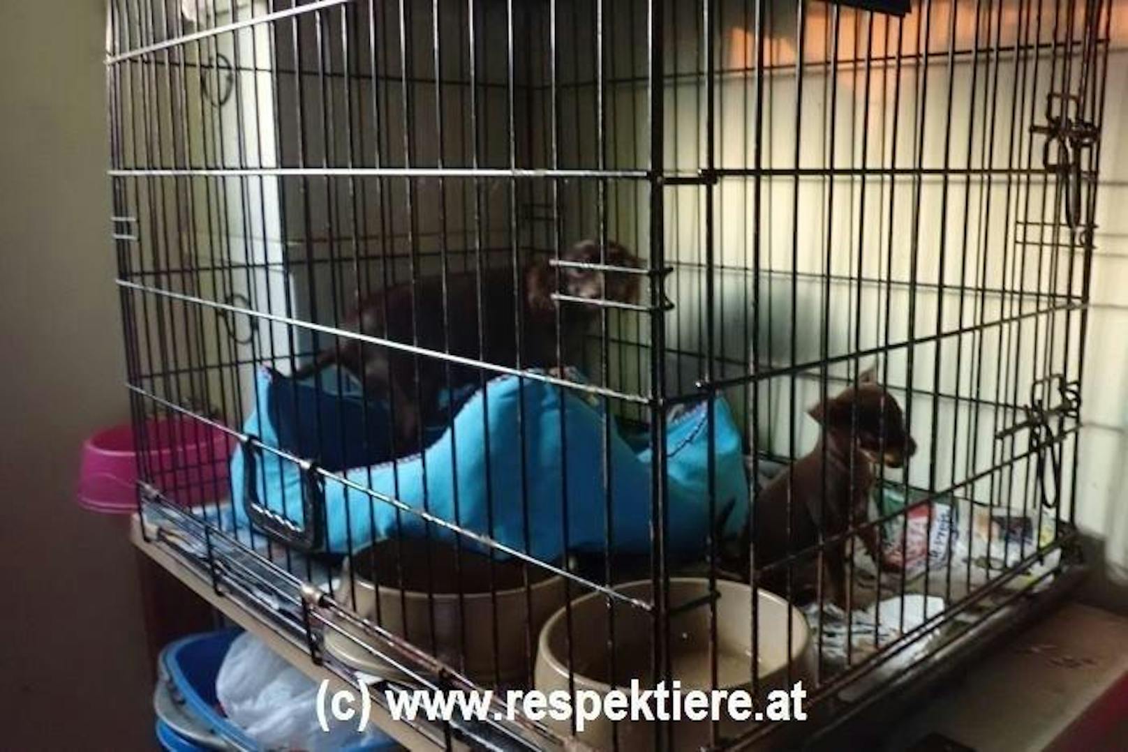 Hunde wurden in Käfige gesperrt: Polizei-Einsatz