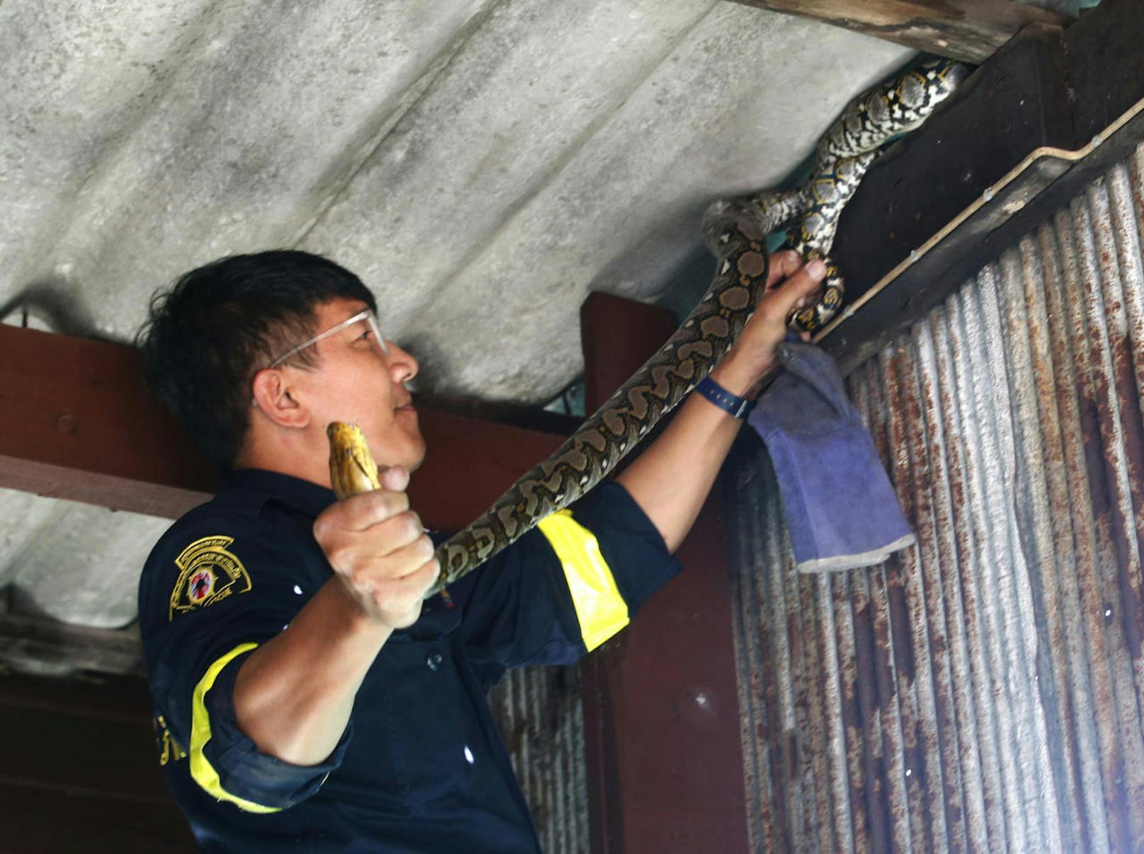 Feuerwehrmann Phinyo Pukphinyo holt einen Python aus einer Garage in Bangkok. Er und seine Kollegen sind seit Anfang des Jahres schon 32.000 Mal wegen Schlangen-Alarm ausgerückt.