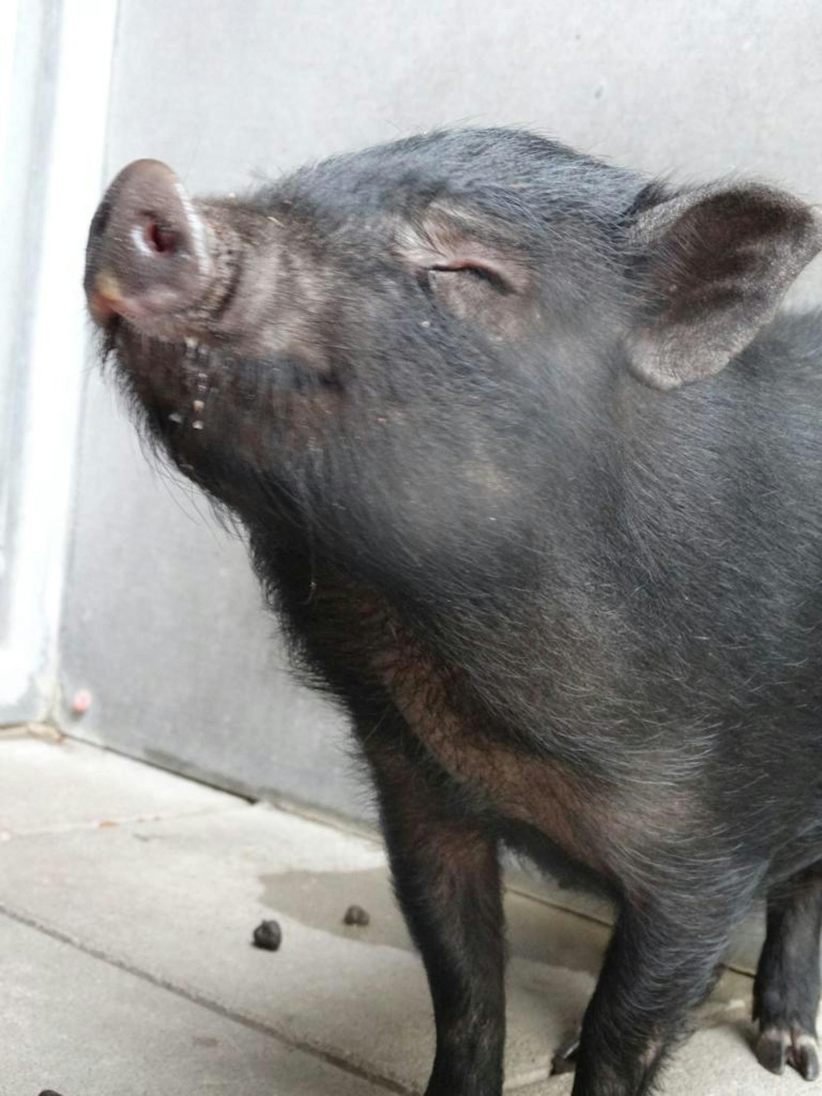 Jetzt erholt sich das Schweinchen im Wiener Tierschutzverein.