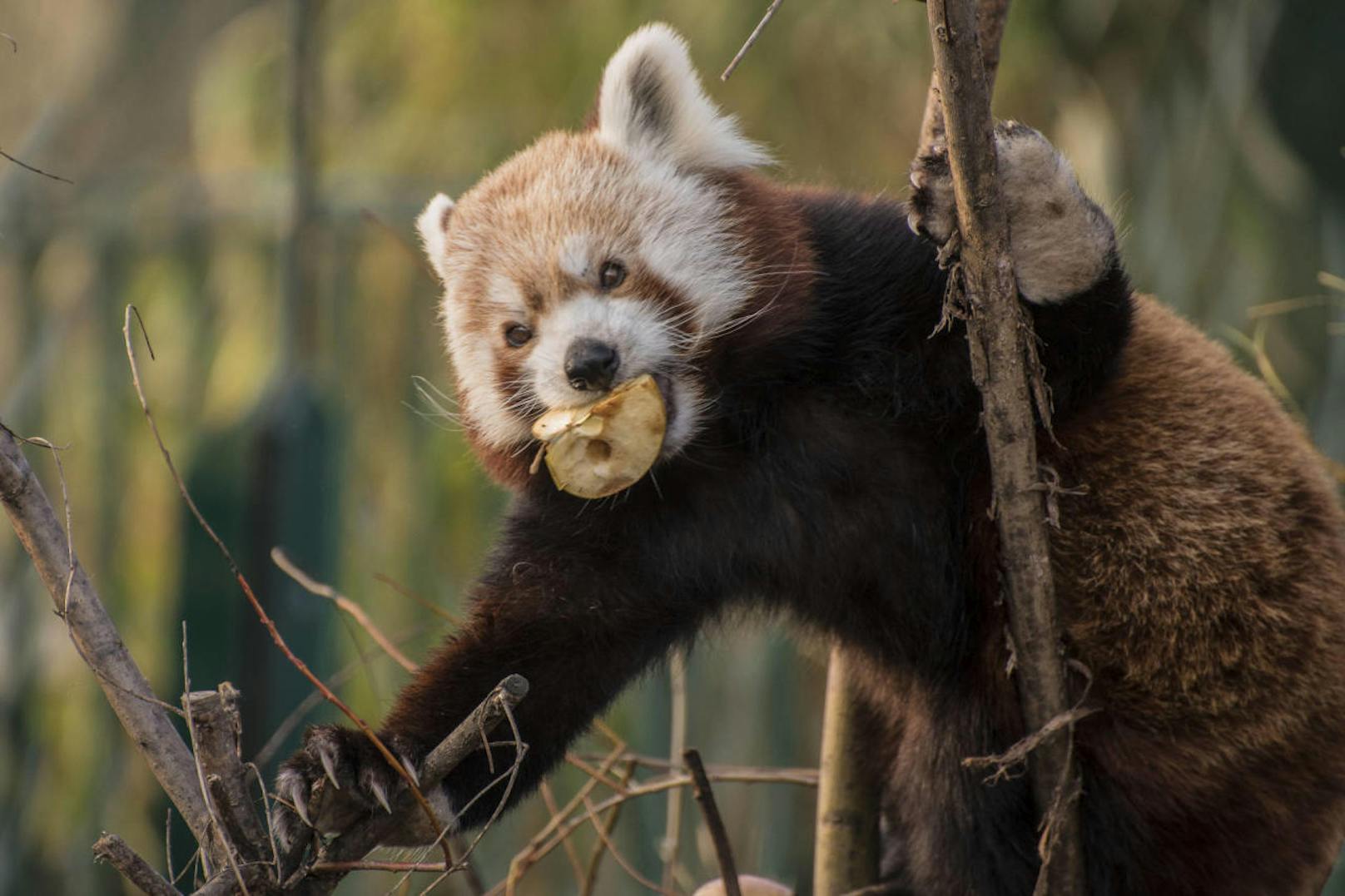 "Auch der rote Panda zeigt sich im Frühling wieder von seiner besten Seite :)"