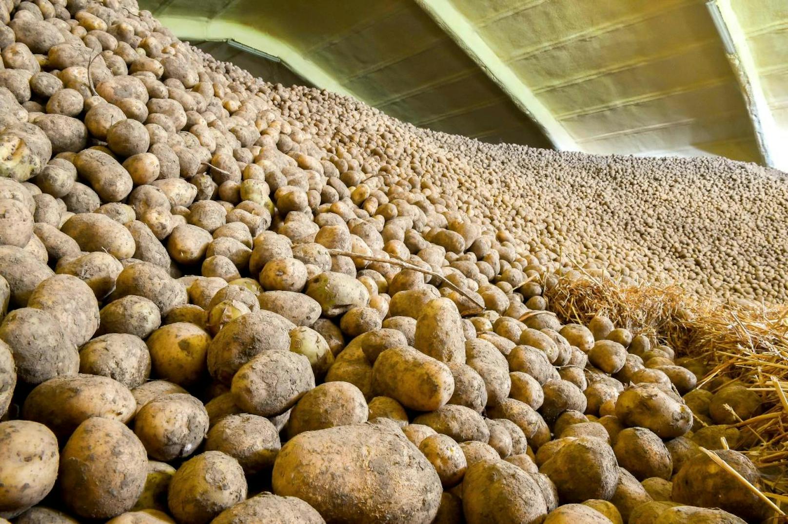 Vor der Entdeckung Amerikas waren Erdäpfel in Europa vollkommen unbekannt. Im Bild: Eine Lagerhalle voller Kartoffeln in Nordfrankreich.