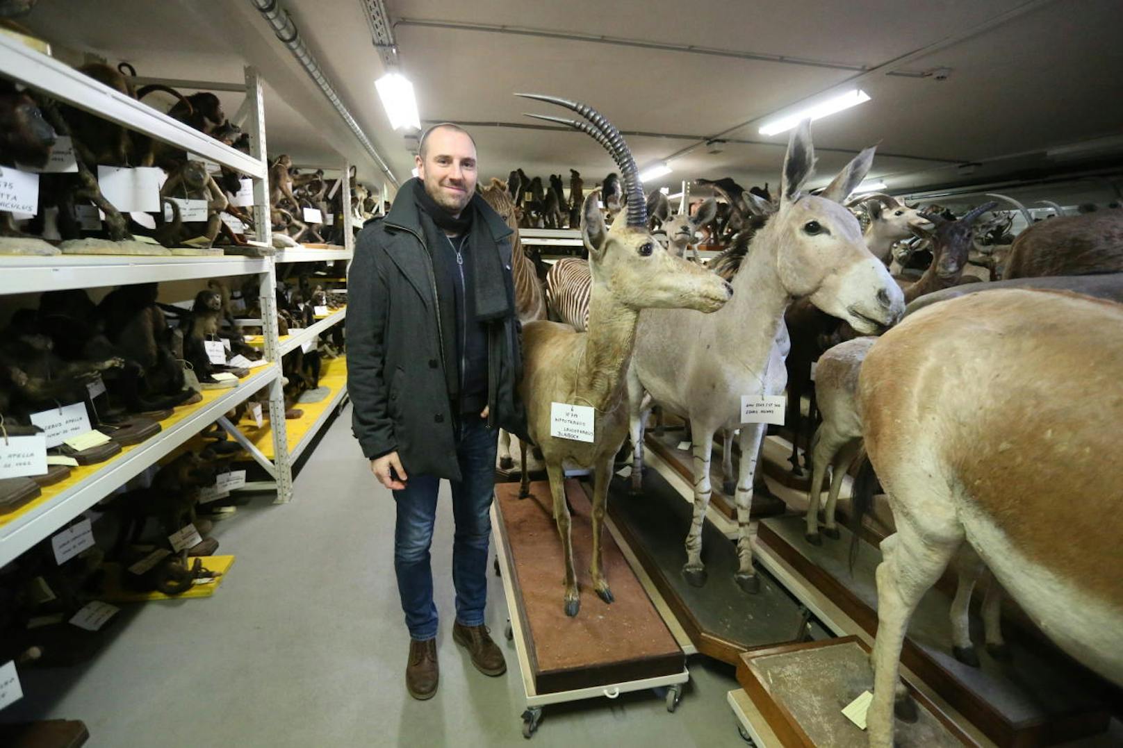 Das wertvollste Tier in der Sammlung ist diesen Blaubock. Exemplare dieser ausgestorbenen Antilopenart sind extrem selten. "Wir haben hier das einzige Weibchen", erklärt der Leiter der Säugetiersammlung Dr. Frank Zachos.