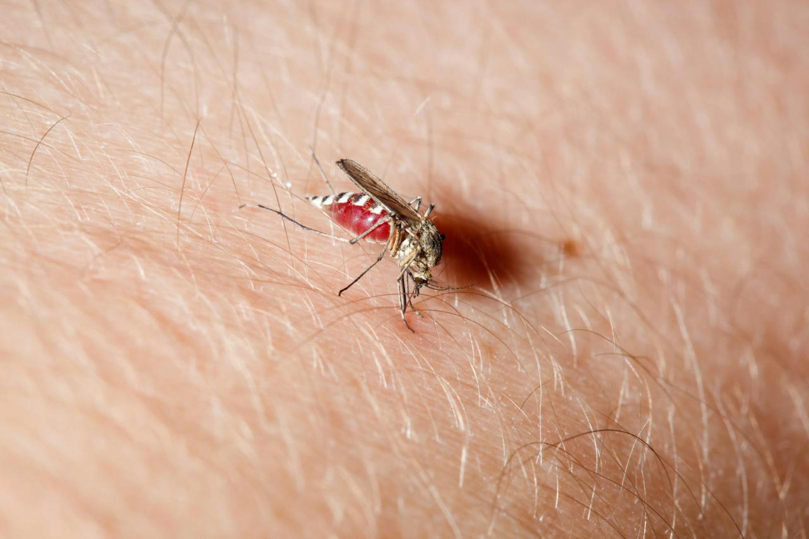 Das Problem: Mit dem Speichel gelangen auch allerlei Krankheitserreger in unseren Körper. Davon hat die Mücke selber nichts. Sie ist nur der Überträger eines Erregers, den sie zuvor bei einem anderen Menschen oder einem Tier aufgeschnappt hatte.