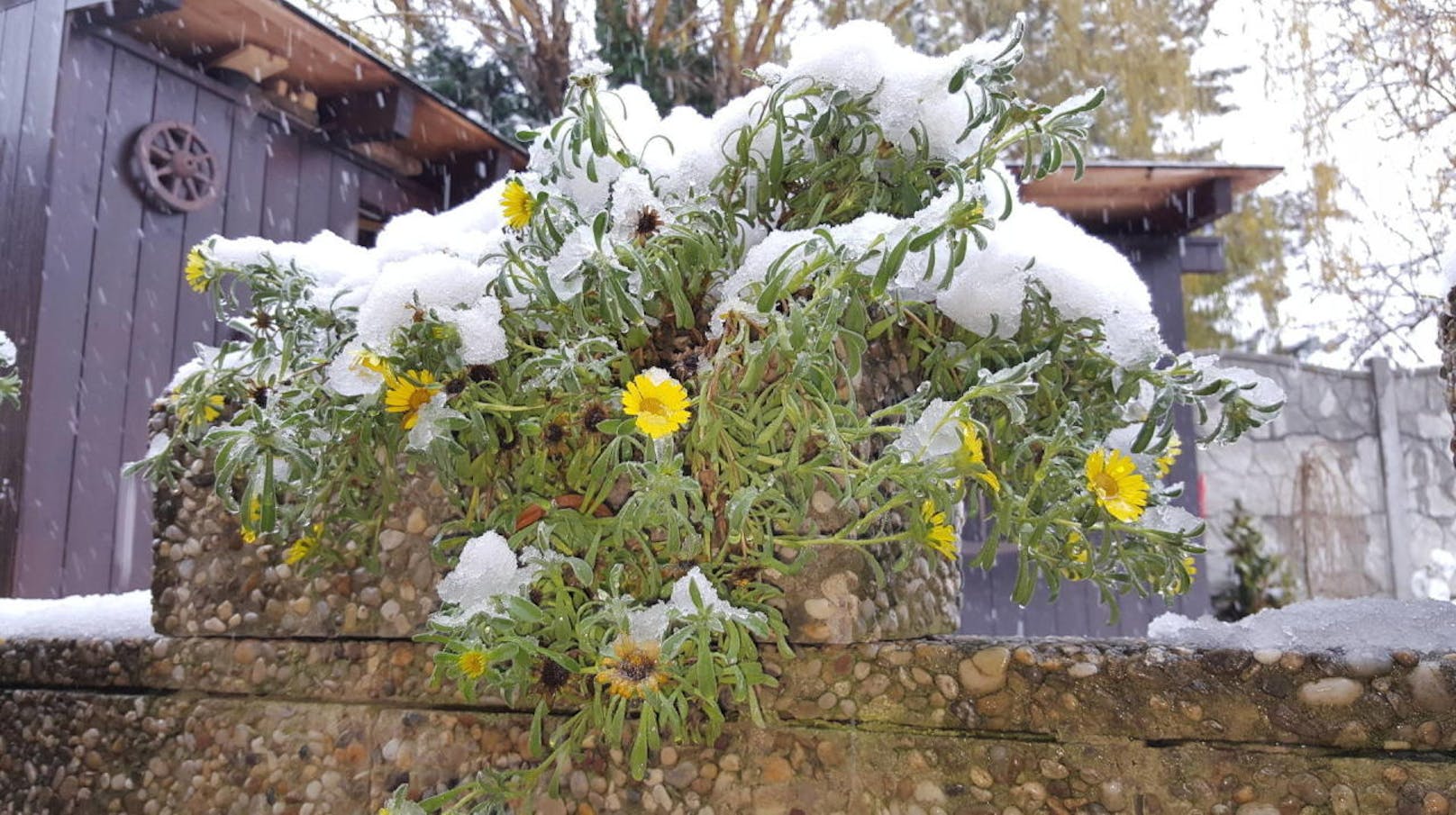 Sommerblumen im Schnee