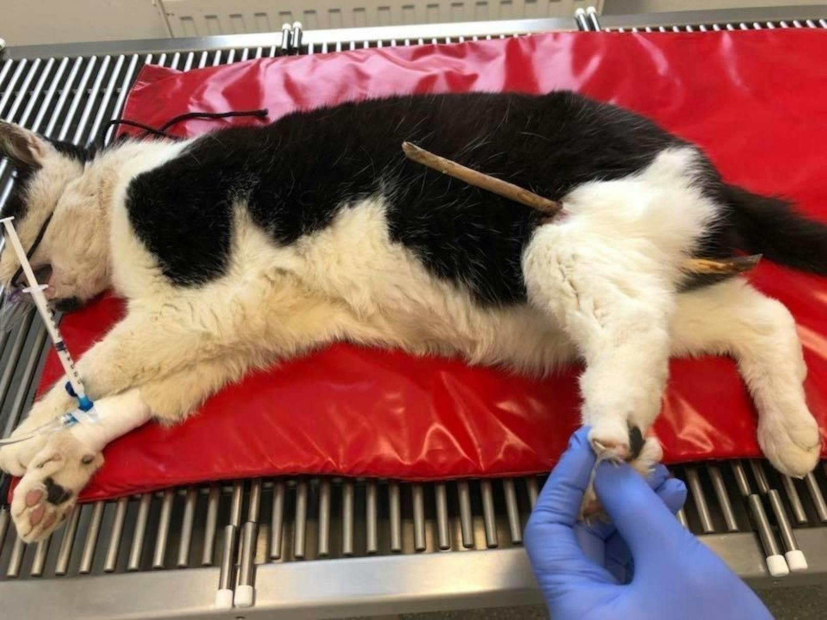 Mit einem "Durchschuss" kam ein Kater jetzt in die Tierklinik Groß-Enzersdorf und musste operiert werden.