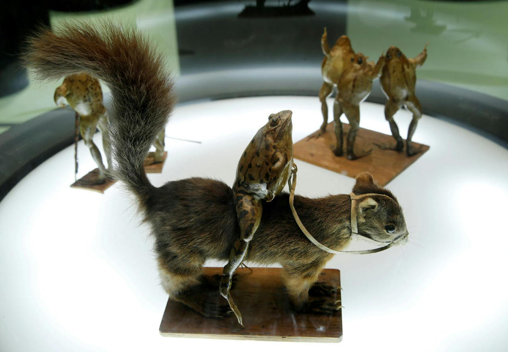 Ein Frosch reitet ein Eichhörnchen. Im Froschmuseum in Estavayer-le-Lac in der Schweiz stellen 108 ausgestopfte Frösche Alltagsszenen aus dem 19. Jahrhundert dar.