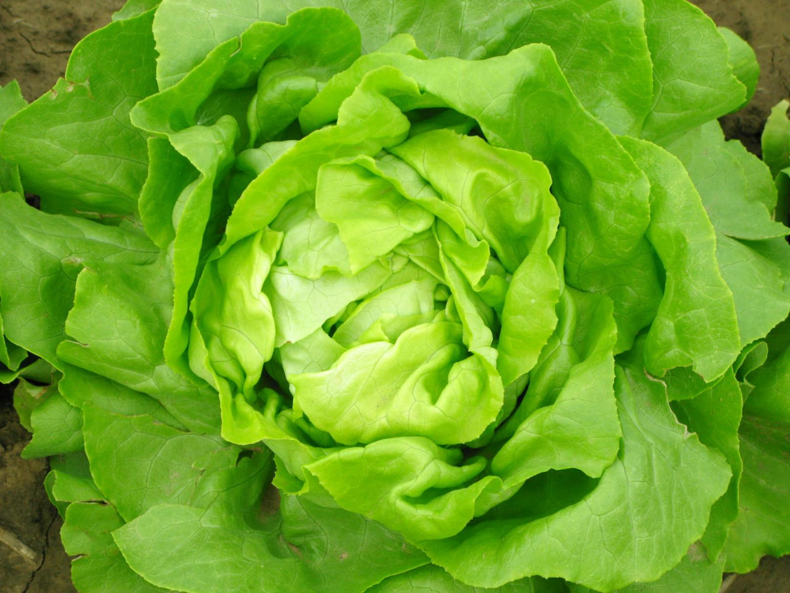 Die knackigen Salatblätter enthalten pro 100 Gramm nur etwas 15 bis 20 Kalorien.