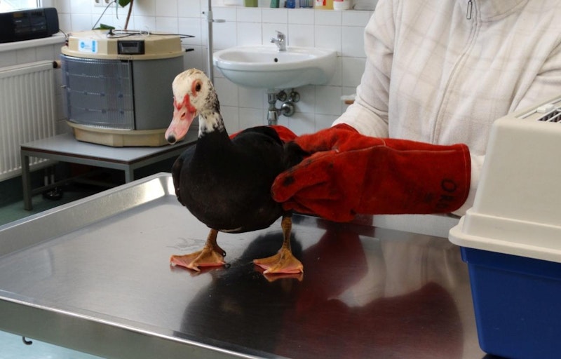 ...Tierschützer vom WTV fingen das Tier mit viel Mühe ein.