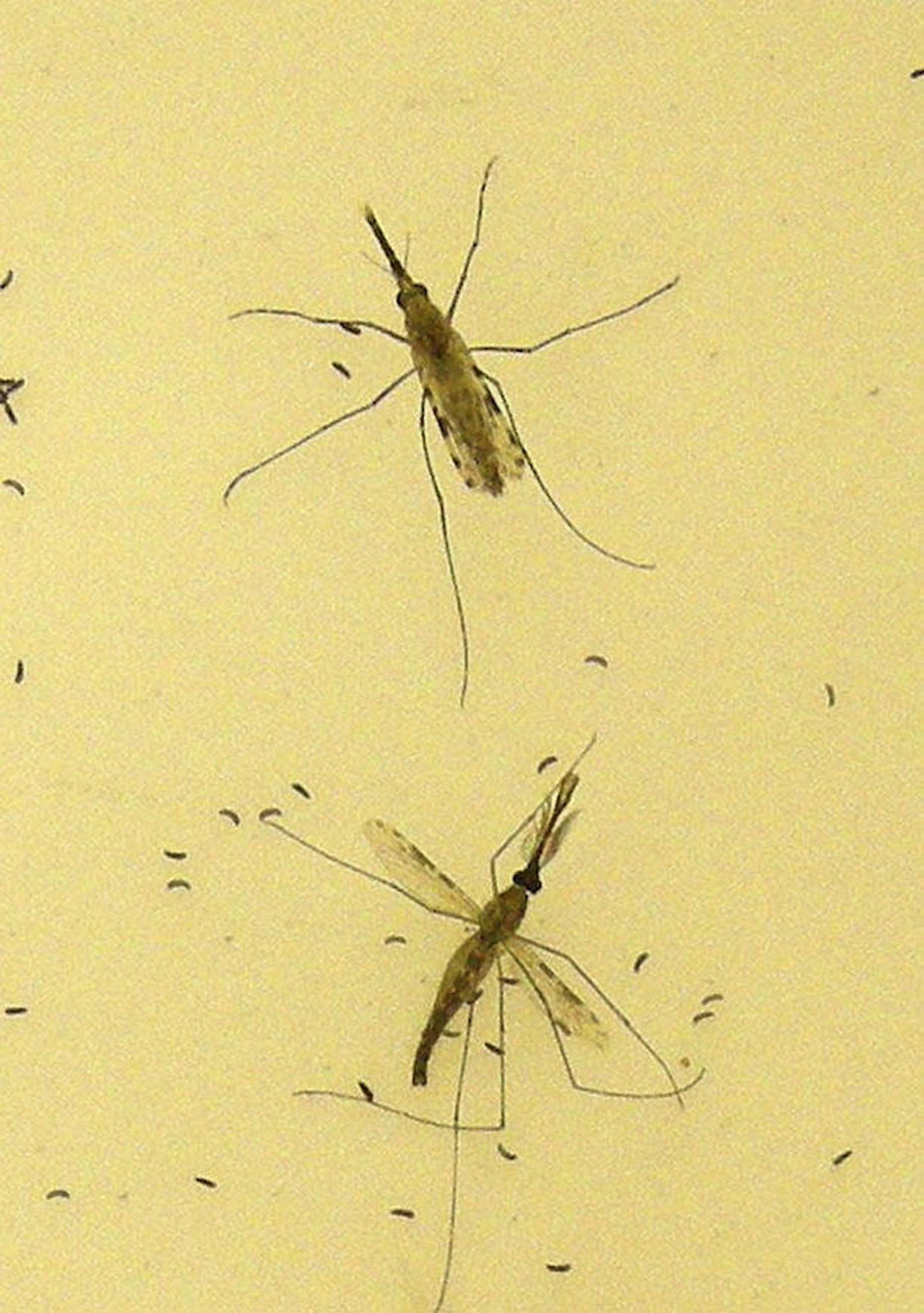 Anopheles gambiae überträgt die Malaria.