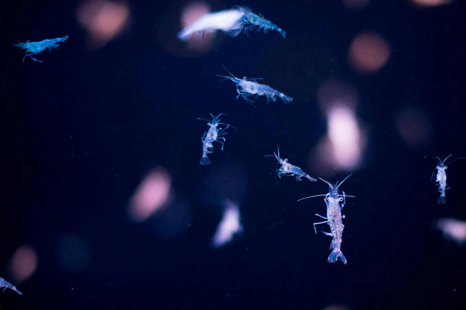 Als Plankton werden jene Organismen bezeichnet, die im Wasser leben und deren Schwimmrichtung von den Wasserströmungen vorgegeben wird. Im Bild: Hyperia macrocephala