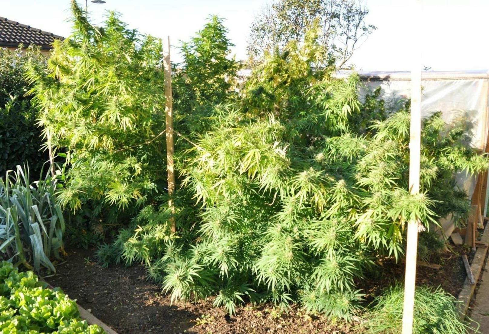 Hanf(Cannabis-)strauch im Garten des Verdächtigen.