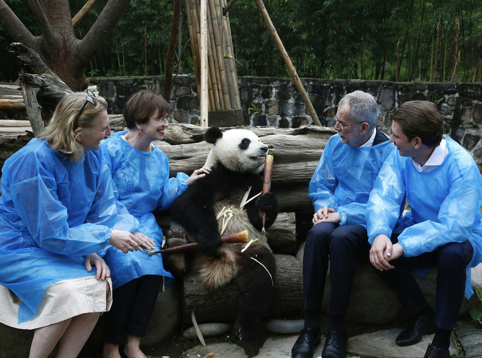 Nun stehen Gentests an, denn die Wiener Pandamädchen und der Kerl aus China sollen gut zusammenpassen