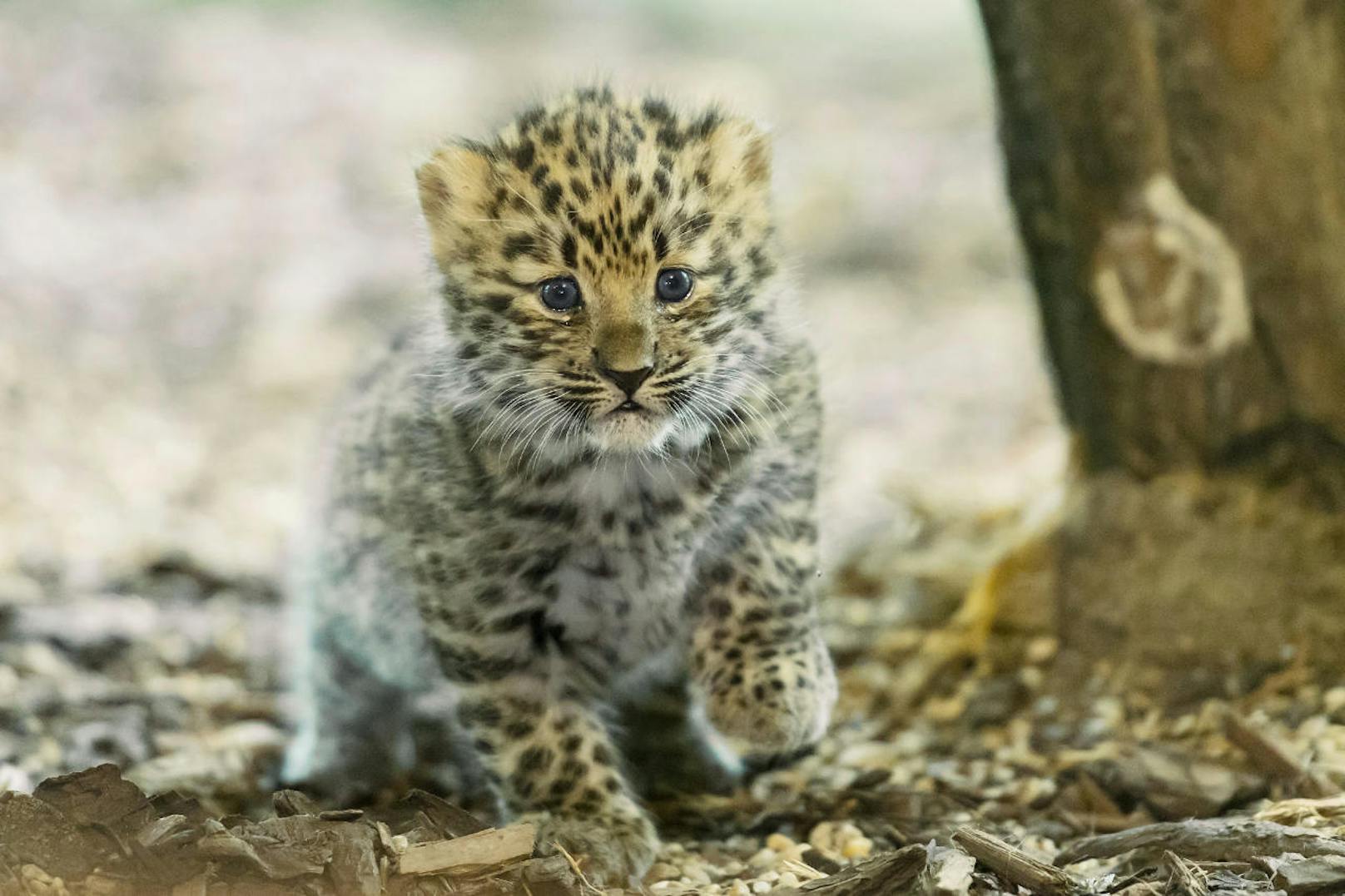 Die Leoparden-Zwillinge sind derzeit ein Besucher-Magnet im Tiergarten Schönbrunn.