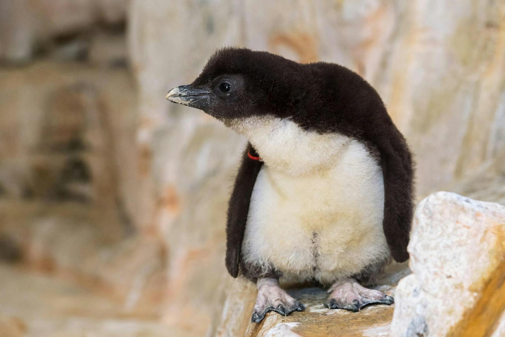 Insgesamt neun Pinguin-Küken sind geschlüpft, die drei kleinsten werden noch hinter den Kulissen versorgt.