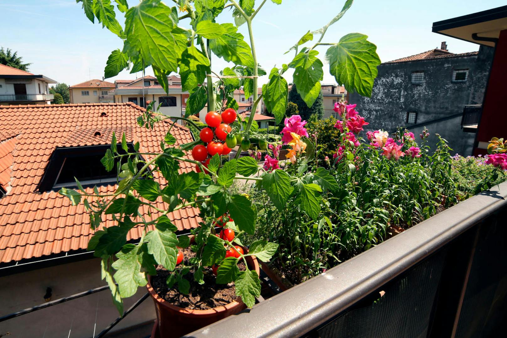 Tomaten machen sich prima auf dem Balkon und im Garten. Allerdings sollten sie erst nach den Eisheiligen an die frische Luft, wenn die Gefahr von Bodenfrost gebannt ist. Sie mögen es sonnig und benötigen viel Wasser. Auch müssen sie immer aufgebunden und vor Regen geschützt werden.