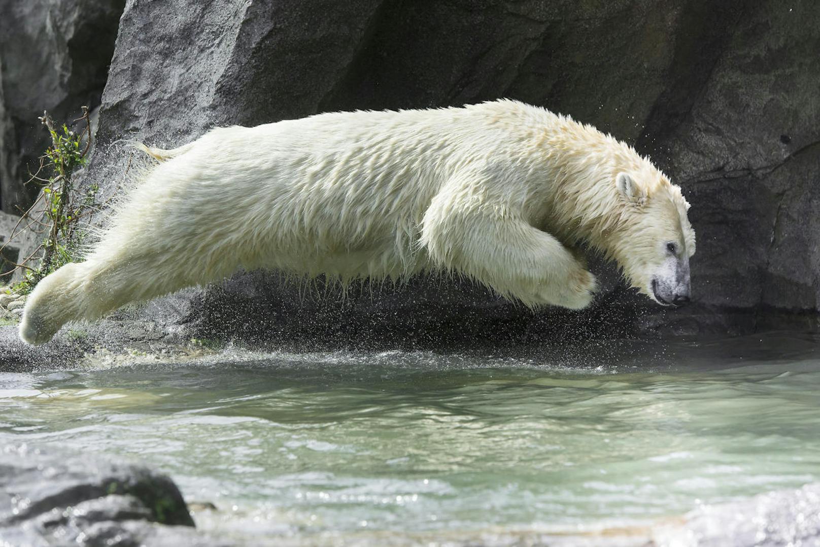 Sprung ins kühle Nass: Die Eisbären