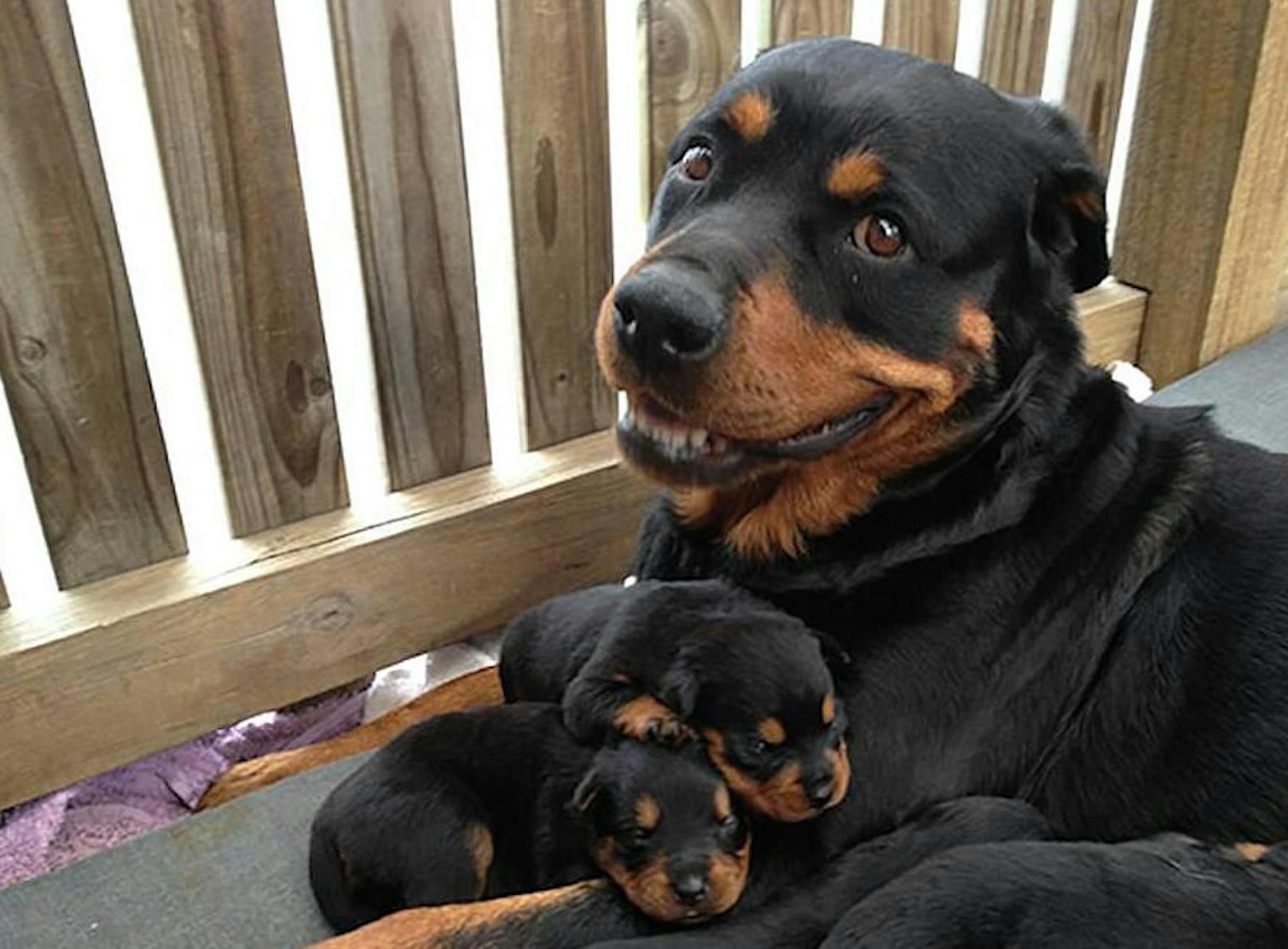 Super süß: Diese Hundebabys entzücken Tausende im Netz!