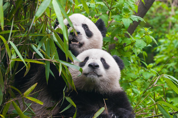Bald kommen zwei neue Pandas in den Tiergarten Schönbrunn.