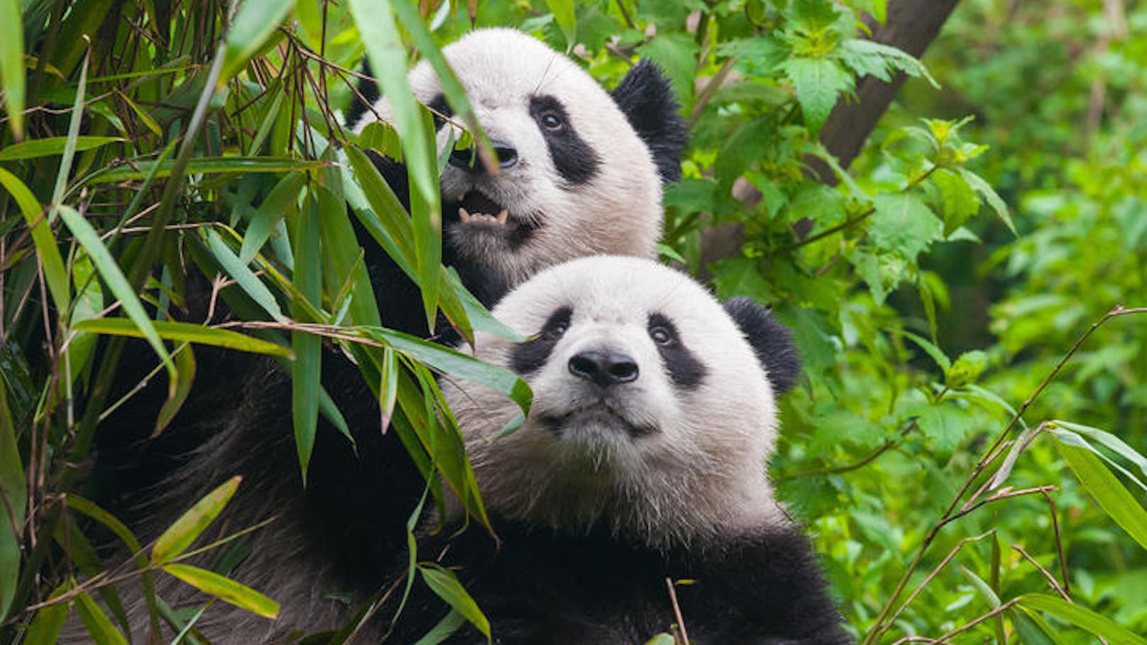 Eine Million Euro pro Jahr – Wien bekommt neue Pandas