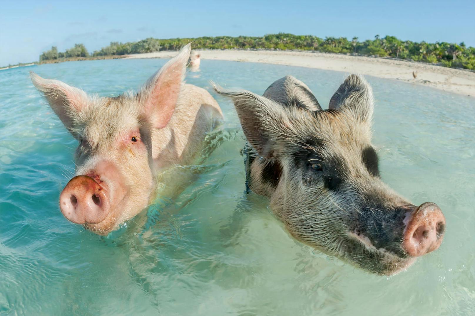 <b>Schweinchen auf den Bahamas:</b> Rosa und schnuckelig zählen die Schweine auf den Bahamas zu den einzigen festen Bewohnern des Archipels im blauen Atlantik. Ihre Herkunft ist umstritten: Zwei Thesen halten sich die Waage. Einmal wird vermutet, dass die kleinen Ferkel einfach auf den Bahamas angesiedelt wurden, um Touristen anzulocken.