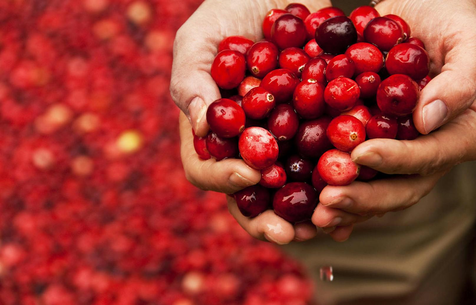 <b>Cranberrys </b>sind die amerikanischen Verwandten unserer Preiselbeeren. Wie diese enthalten auch sie viele entzündungshemmende Flavonoide. Anders als häufig kolportiert sind sie jedoch kein wirksames Mittel, um sich gegen eine Blasenentzündung zu schützen.