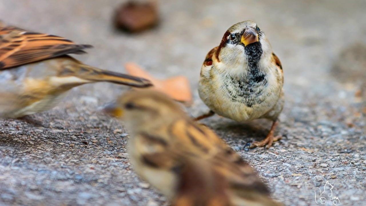 Insektenfresser haben es somit schwer, an ihre Nahrung heranzukommen.
