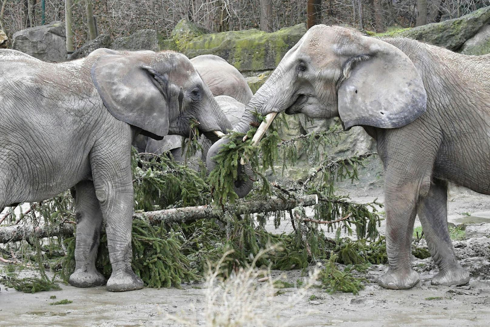 Elefanten futtern Weihnachtsbaum im Zoo Schönbrunn. 