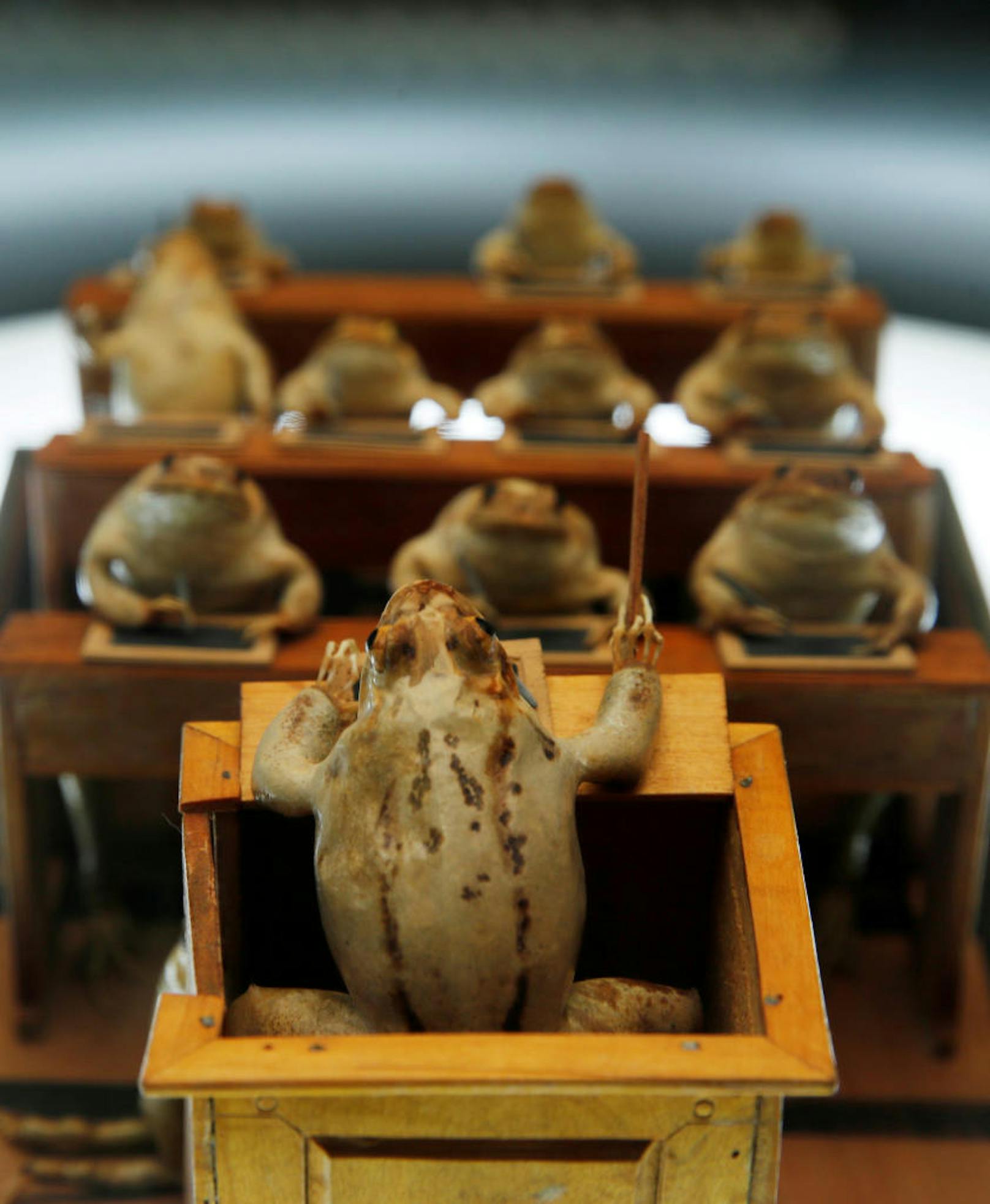 Ein Frosch-Lehrer unterrichtet eine Frosch-Schulklasse. Im Froschmuseum in Estavayer-le-Lac in der Schweiz stellen 108 ausgestopfte Frösche Alltagsszenen aus dem 19. Jahrhundert dar.