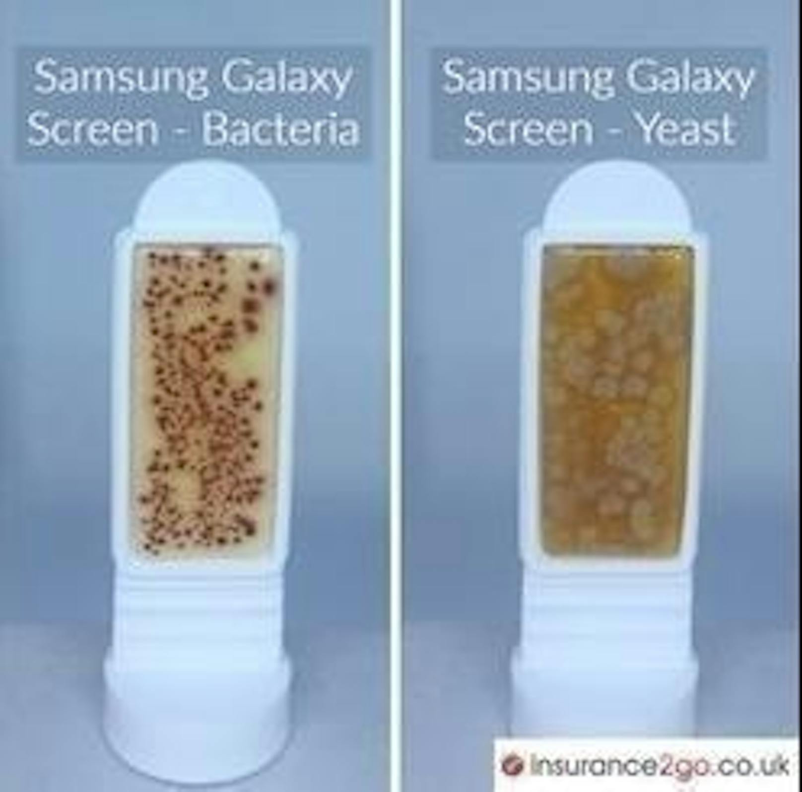 Die Bakterien (l.) und Hefepilz-Sporen am Display eines Samsung Galaxy