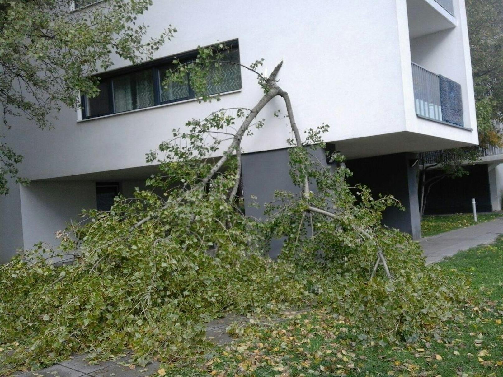 Bruris hielt einen abgebrochenen Baum vor seinem Wohnhaus auf der Donaufelderstraße fest