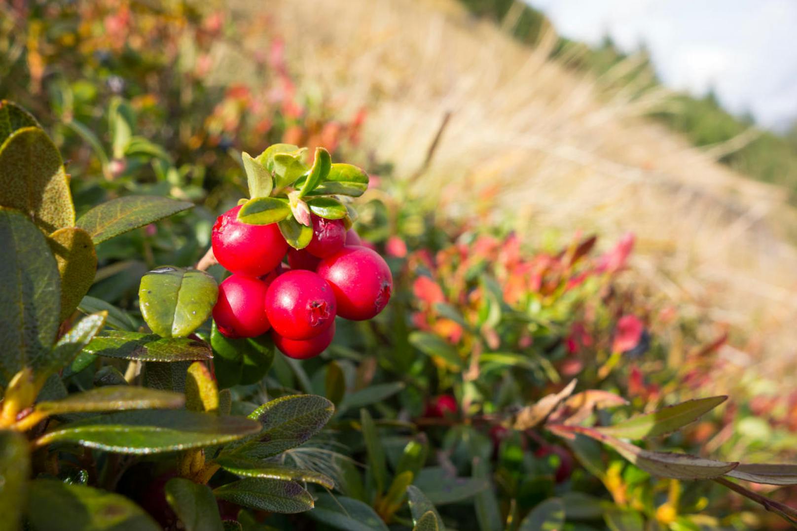 Die auch Großfrüchtige Moosbeere genannten Cranberrys kann man auch selbst anbauen. Wichtig ist dabei ein humoser, feuchter Boden an sonniger oder halbschattiger Lage. Vorsicht ist bei kälteren Temperaturen angebracht, da die Beeren nicht besonders winterhart sind.