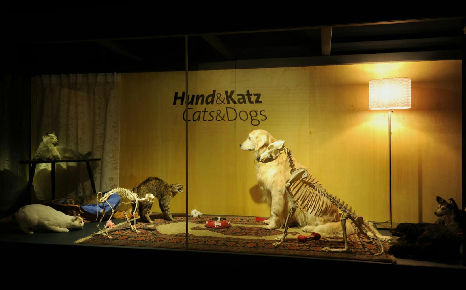 Die neue interaktive Schau "Hund & Katz" im Naturhistorischem Museum läuft noch bis 2. April 2018.