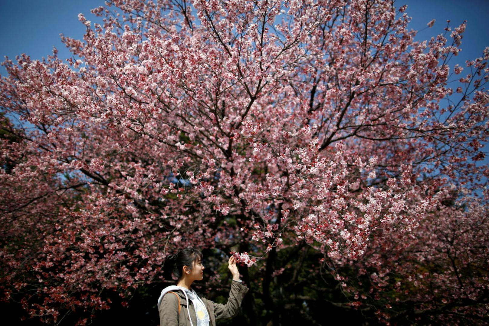Besonders zur Zeit der Kirschblüte ("Kanzakura") ist der Shinjuku Gyoen Garden ein beliebtes Ausflugsziel bei Touristen und Einheimischen.