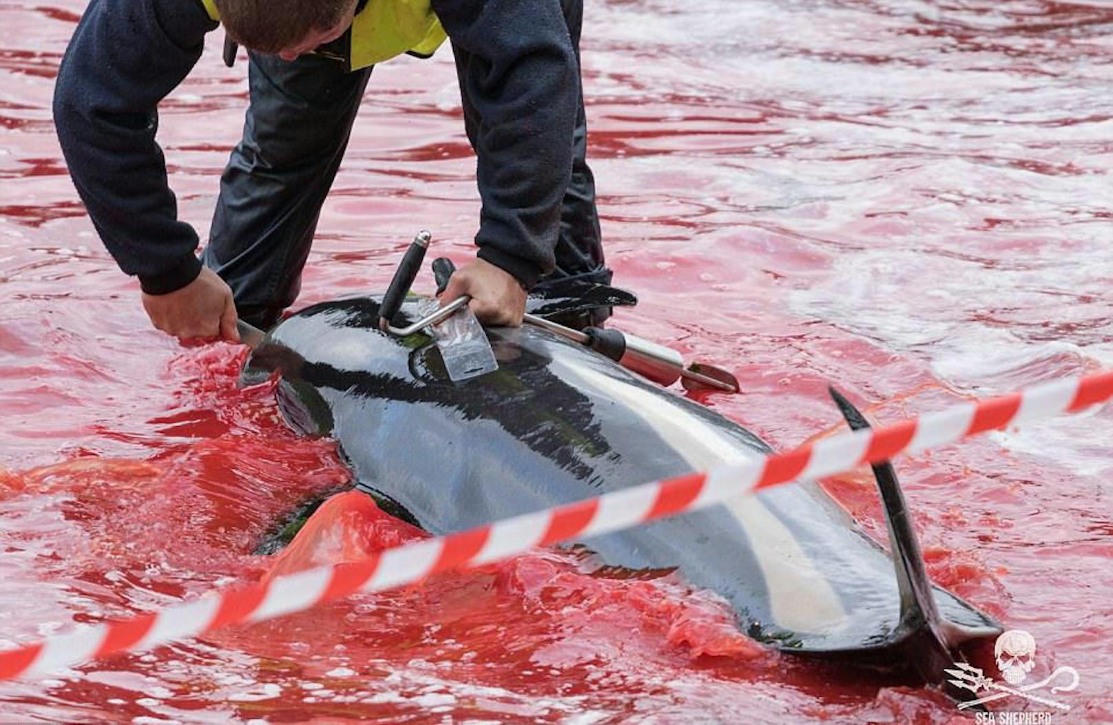 Grindadráp, die Jagd auf Grindwale, hat auf den Färöer-Inseln eine lange Tradition.  Sea Shepherd 