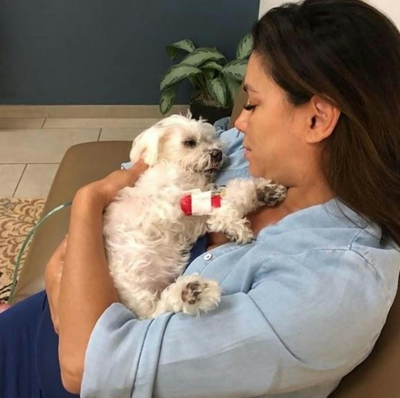 16.06.2018: Mit einem rührenden Posting verabschiedete sich Eva Longoria von ihrem geliebten Hund Jinky, der mit 15 Jahren nach einem Schlaganfall gestorben ist. :(