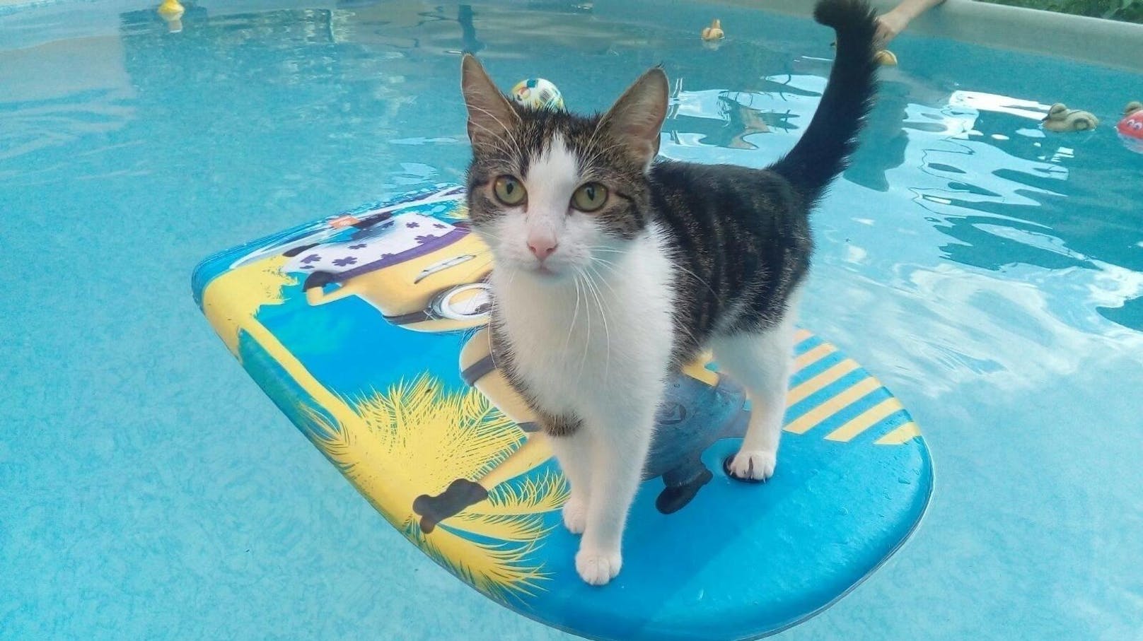 Ein Foto von unserer kleinen Wasserratte (Katze) Namens Gigi: Sie ist wirklich freiwillig auf dem kleinen Surfbrett und es ist immer jemand bei Ihr damit Ihr nichts passiert.