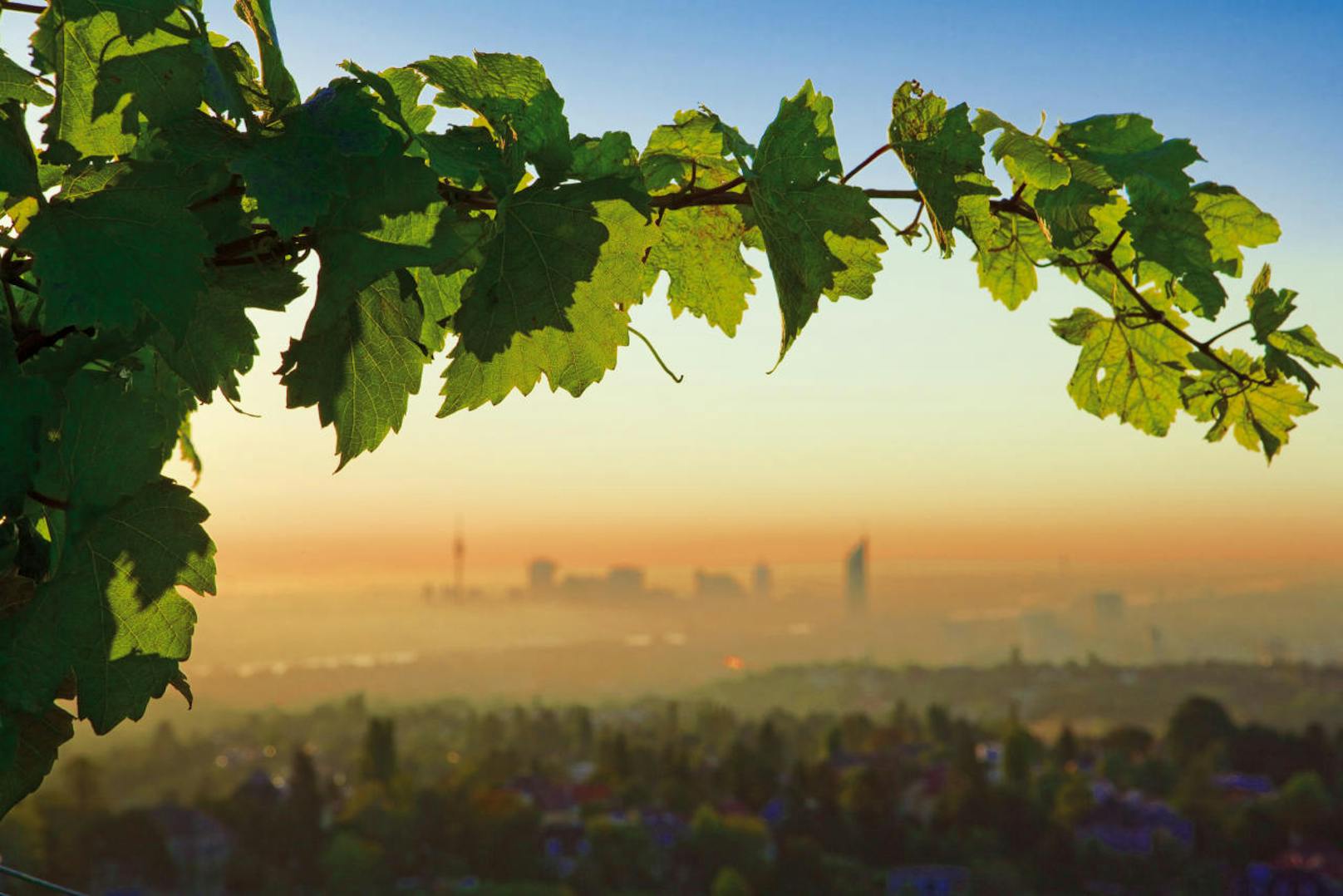 Im Wiener Grüngürtel, der 12.000 Hektar groß ist und die Stadt fast lückenlos umschließt, wandern die Besucher durch ursprüngliche Wälder und üppige Weingärten.