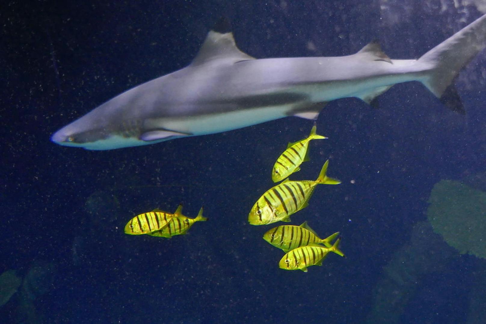 Unerschrocken umschwirren sie die größten und vermeintlich gefährlichsten Tiere im Haiaquarium des haus des Meeres. Es handelt sich um eine Kleinkindergruppe von Goldmakrelen.