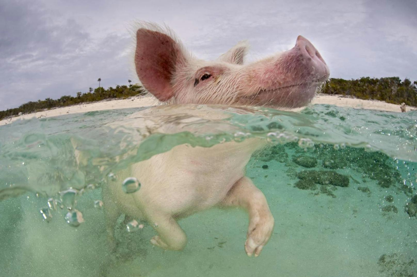 Die andere These besagt, dass Seefahrer und Matrosen vor langer, langer Zeit eine Ladung Schweine auf den Bahamas vergessen hatten. Wahrscheinlich, so wird gemunkelt, war grad Happy Hour in der örtlichen Hafenkneipe.