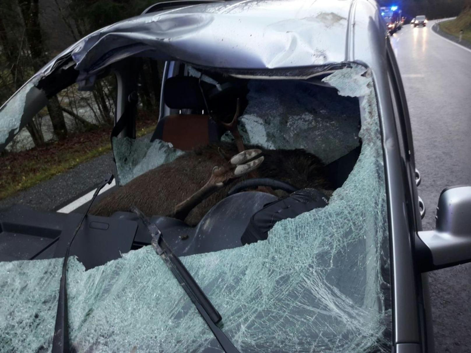 Am Dienstag ist es in Kössen zu einem schweren Unfall gekommen. Ein Autofahrer kollidierte mit einem Hirsch