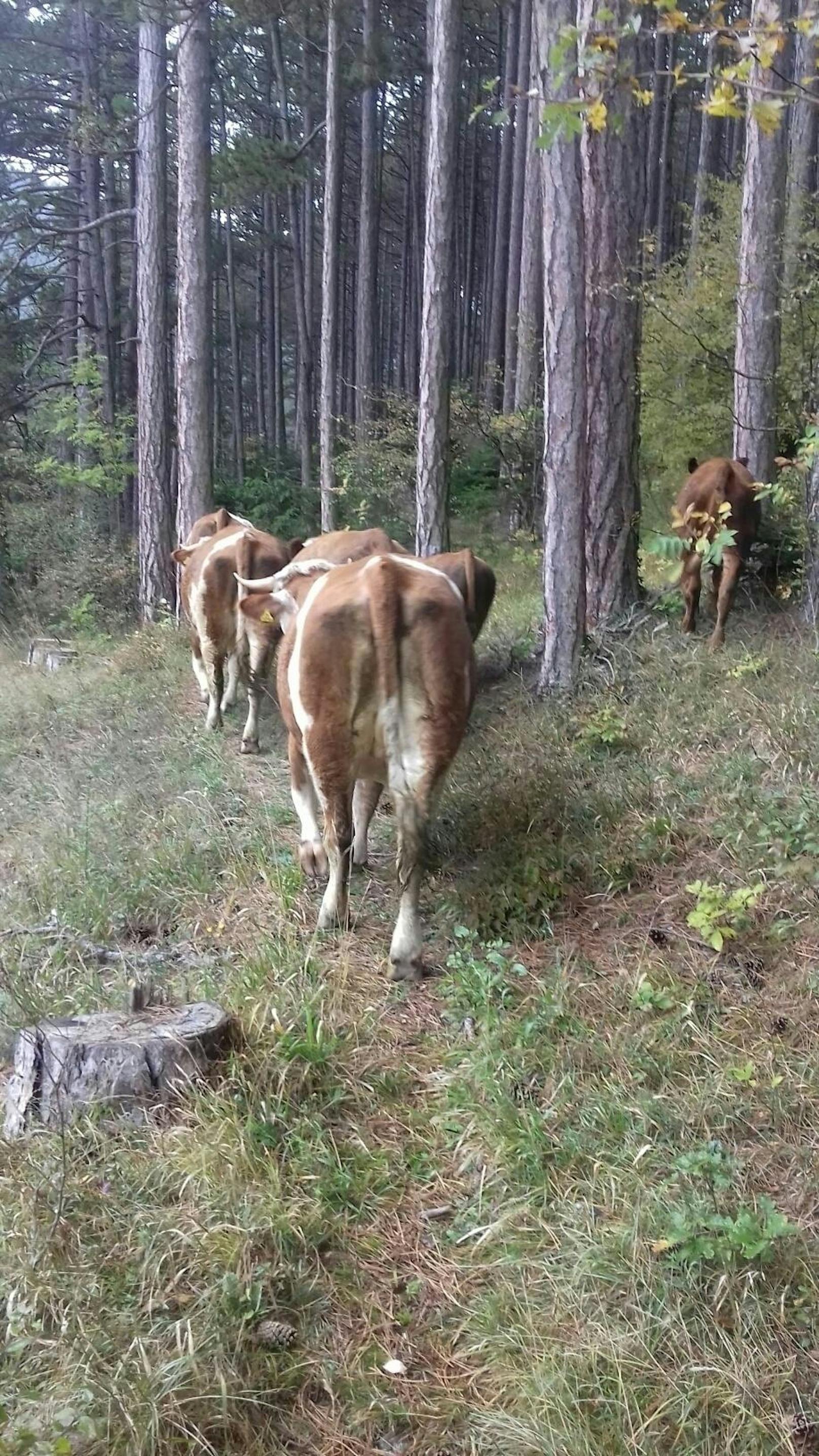 Die Kühe liefen durch den Wald ...
