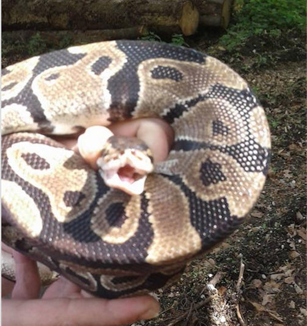 So ähnlich sah die Schlange aus. (Symbolbild)