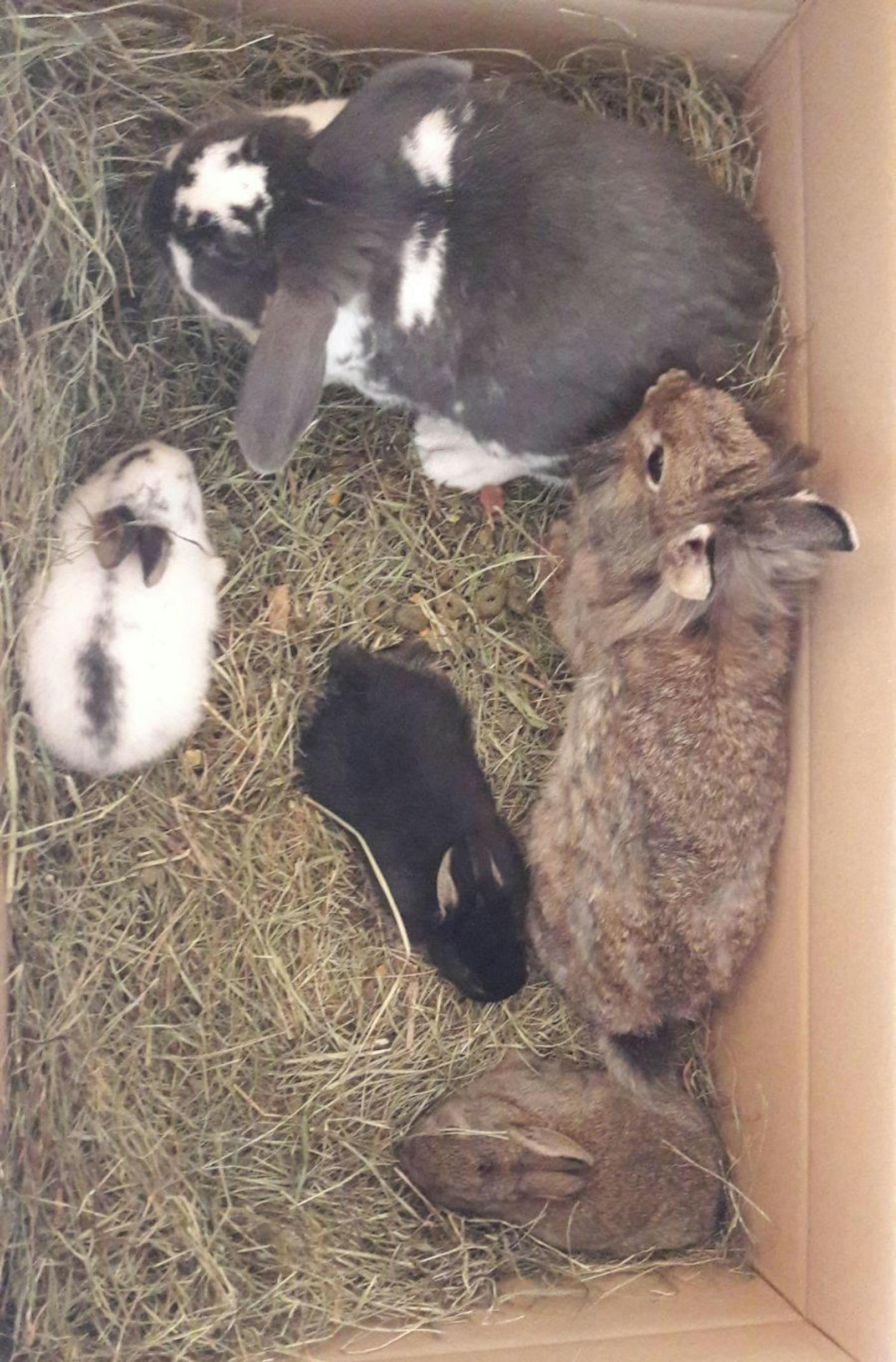 Die Kaninchen werden jetzt im Tierheim am Dechanthof in Mistelbach aufgepäppelt.