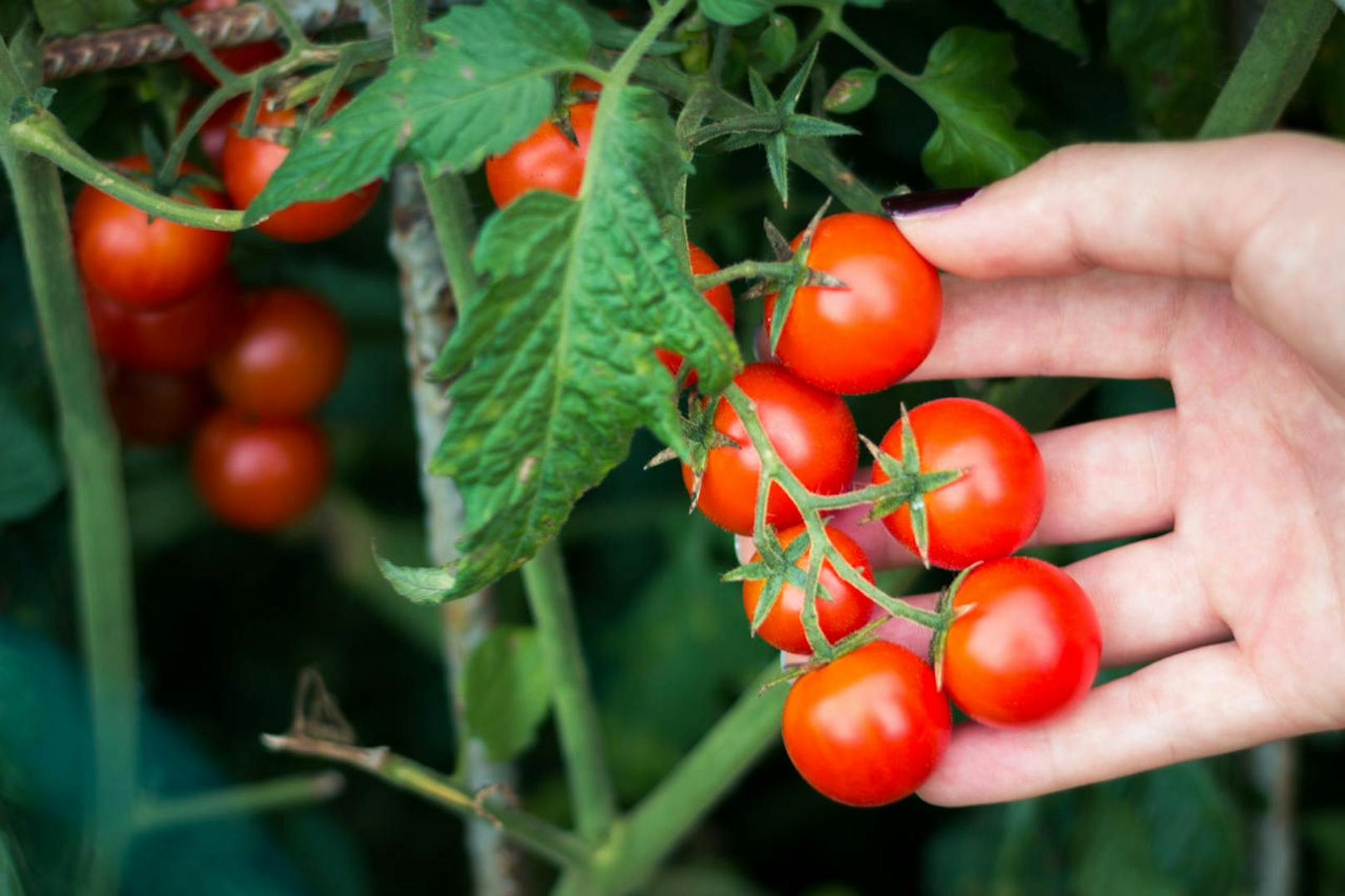 Tomaten enthalten neben Vitamin C und Nährstoffen wie Kalium, auch Lycopin. Der Farbstoff, der zu den Carotinoiden zählt, kann Stoffwechsel-, Herz-Kreislauf-Erkrankungen und Krebs vorbeugen und das Schlaganfall-Risiko senken. Zudem soll er vor Sonnenbrand schützen. Wichtig: Lycopin wird aus verarbeiteten Tomaten besser verwertet, deshalb sollte man Tomaten nicht nur roh essen.