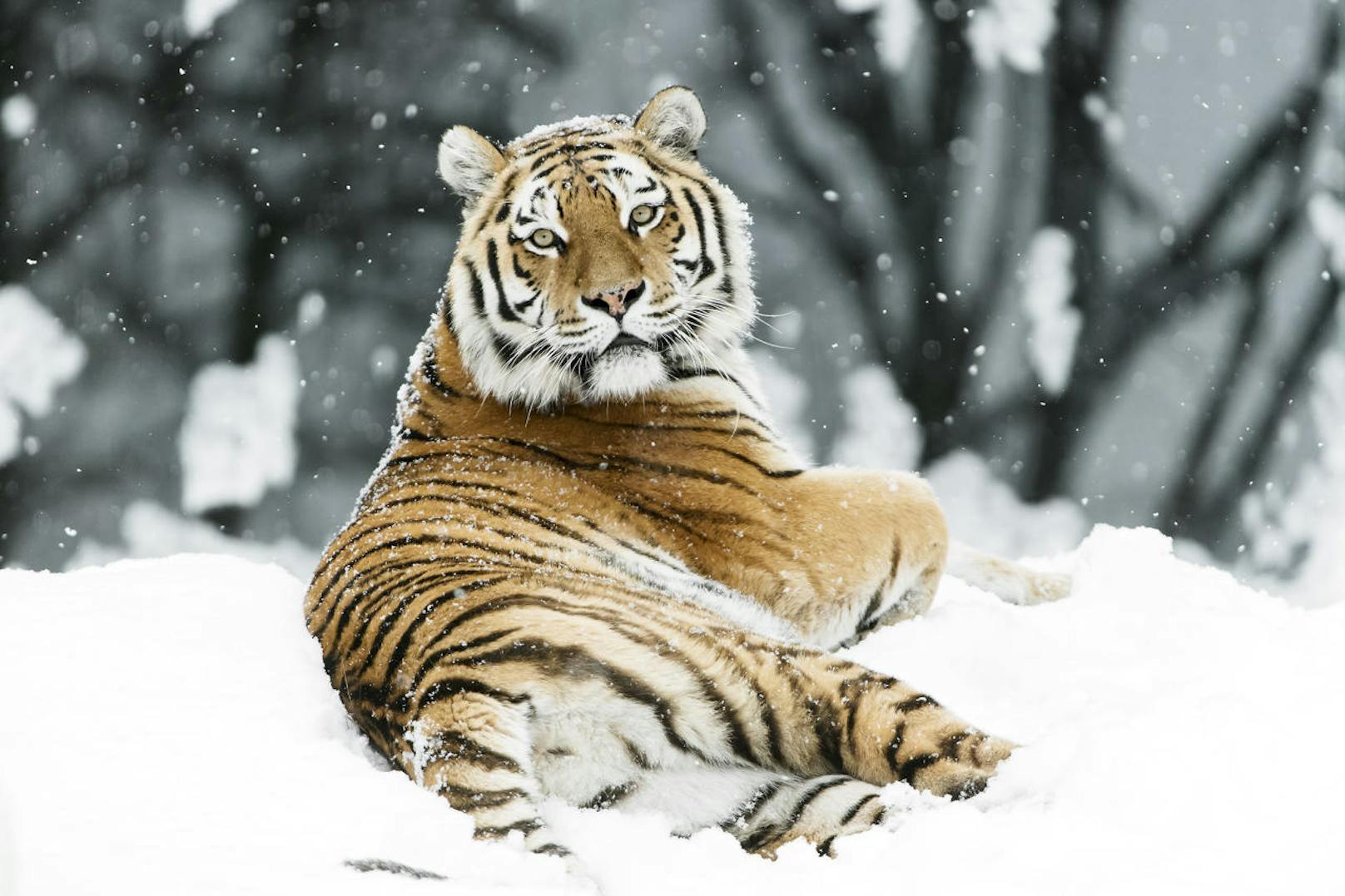 Was wäre ein Zoo-Kalender ohne sibirische Tiger? (c) Daniel Zupanc